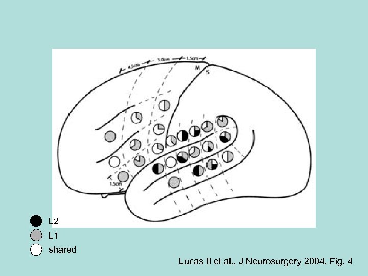 L 2 L 1 shared Lucas II et al. , J Neurosurgery 2004, Fig.