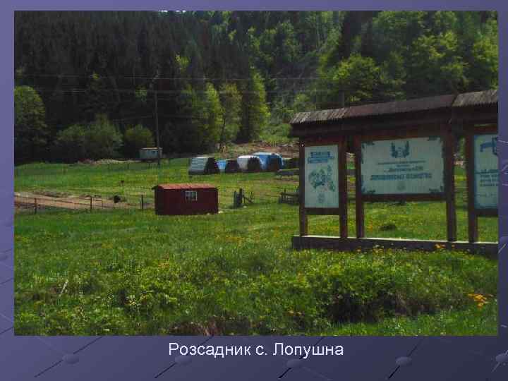 Розсадник с. Лопушна 