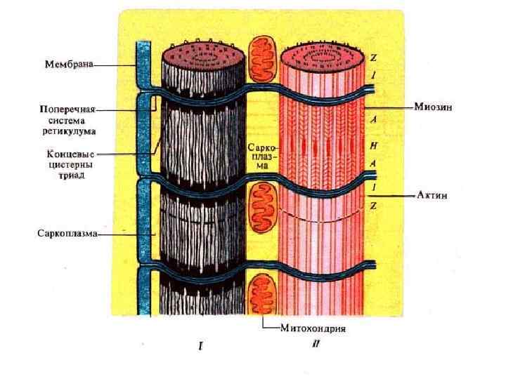 Гладкий саркоплазматический ретикулум исчерченных мышц обеспечивает. Миофибриллы с саркоплазматическим ретикулумом. Саркоплазматический ретикулум функции. Саркоплазматический ретикулум и т трубочки. Саркомер и саркоплазматический ретикулум.