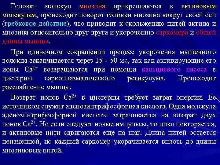 Головки молекул миозина прикрепляются к актиновым молекулам, происходит поворот головки миозина вокруг своей оси