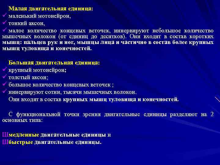 Малая двигательная единица: ü маленький мотонейрон, ü тонкий аксон, ü малое количество концевых веточек,