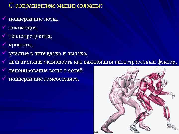 С сокращением мышц связаны: ü ü ü ü поддержание позы, локомоция, теплопродукция, кровоток, участие