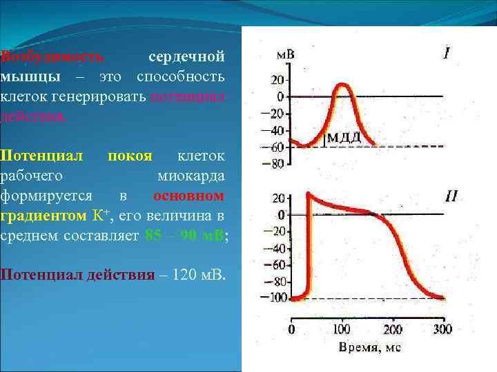 Механизм мембранного потенциала