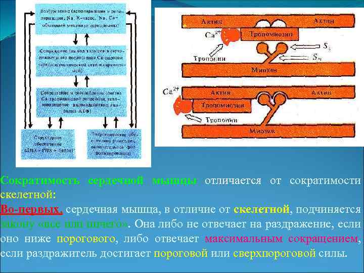 Виды сократимости. Отличие сокращения сердечной мышцы от скелетной. Сократимость сердечной мышцы.