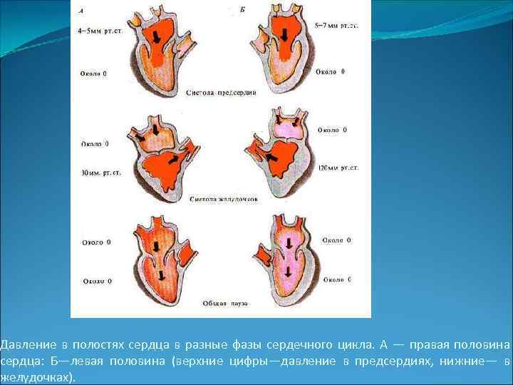 Давление в полостях сердца в разные фазы сердечного цикла. А — правая половина сердца: