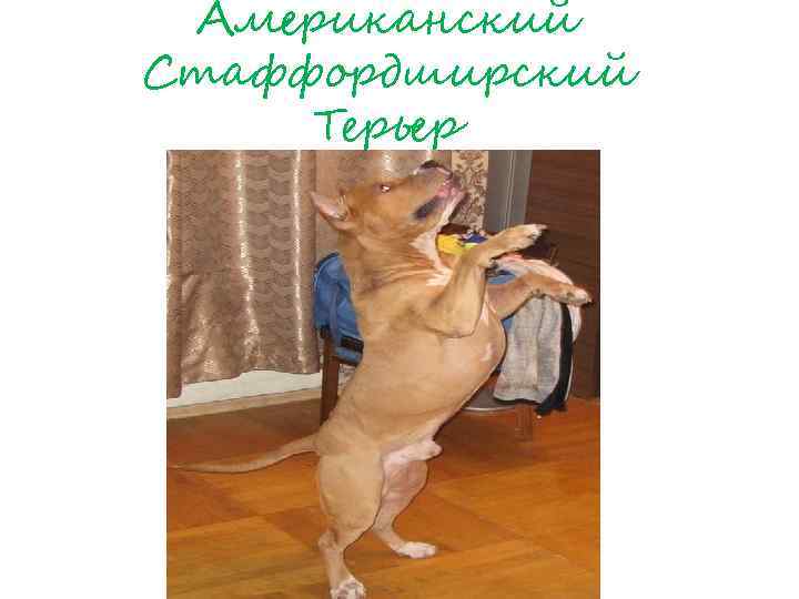 Американский Стаффордширский Терьер 