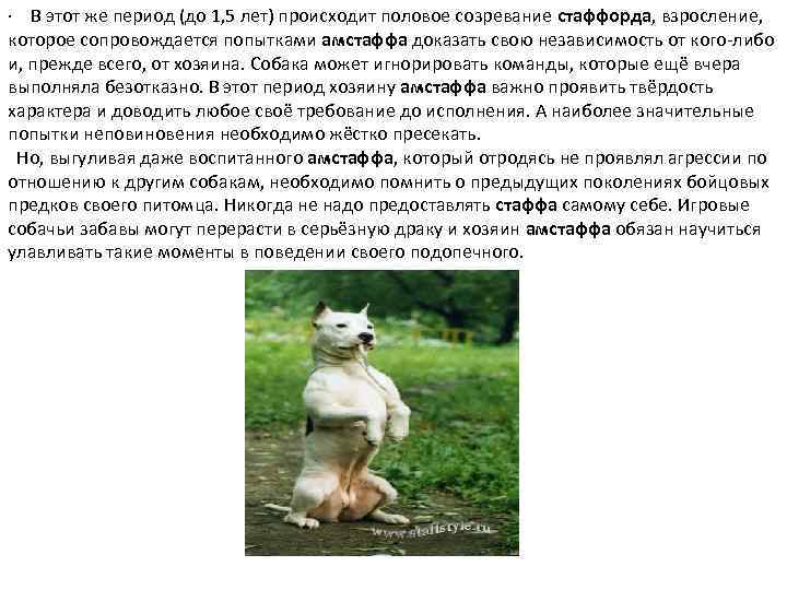 · В этот же период (до 1, 5 лет) происходит половое созревание стаффорда, взросление,