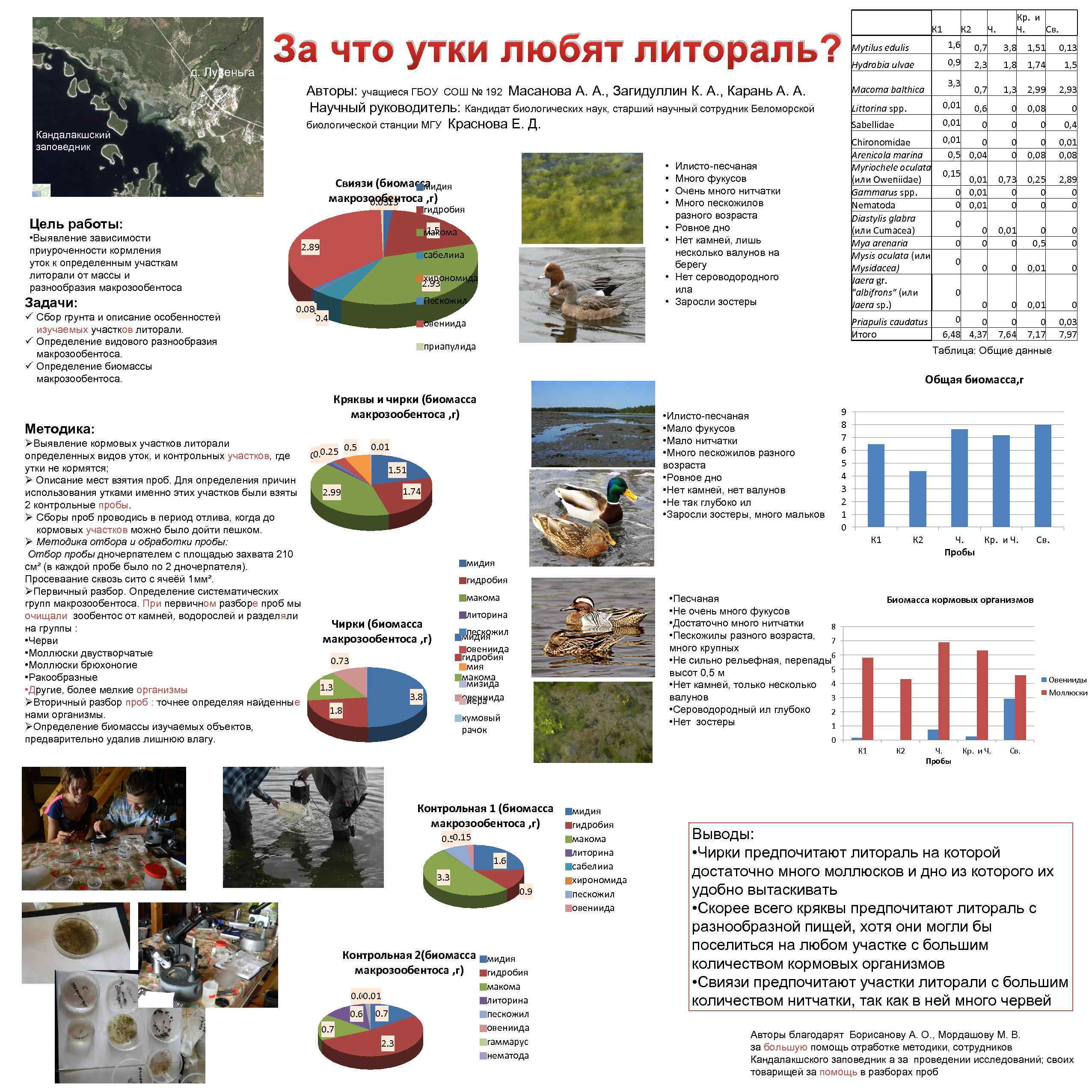 д. Лувеньга Кандалакшский заповедник За что утки любят литораль? Свиязи (биомасса мидия макрозообентоса ,