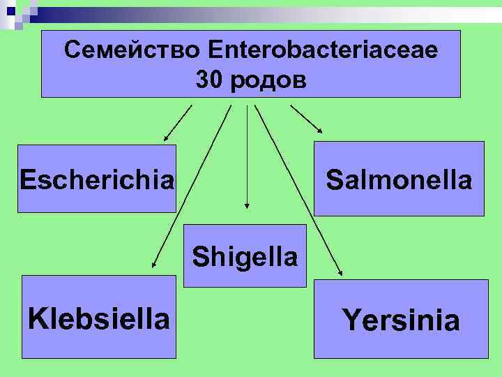 Семейство Enterobacteriaceae 30 родов Escherichia Salmonella Shigella Klebsiella Yersinia 