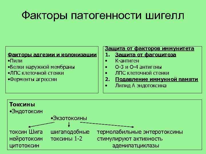 Факторы патогенности шигелл Факторы адгезии и колонизации • Пили • Белки наружной мембраны •