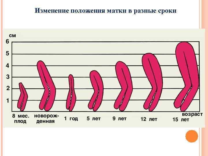 Изменение положения матки в разные сроки 