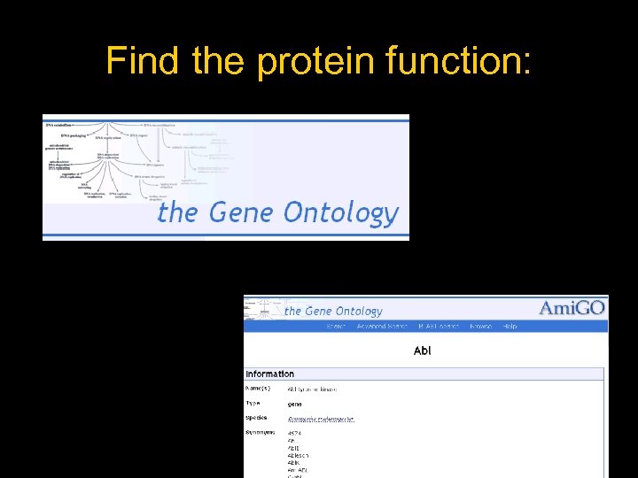 Find the protein function: 