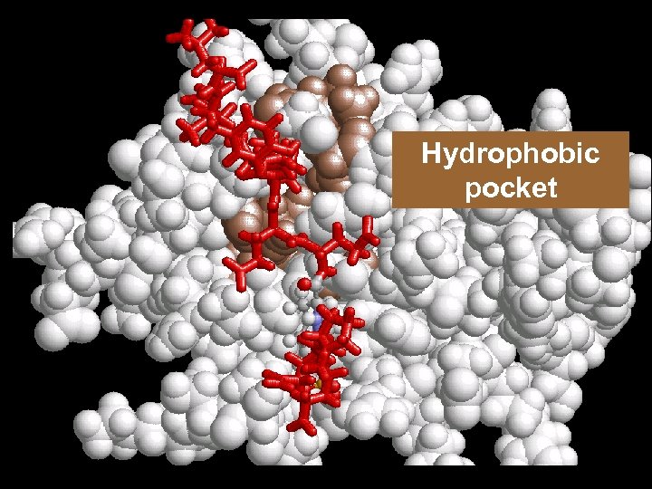 Hydrophobic pocket 