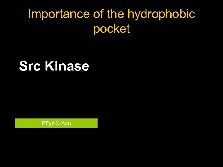 Importance of the hydrophobic pocket Src Kinase PTyr-X-Asn 