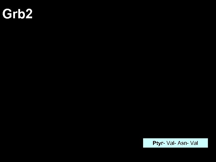 Grb 2 Ptyr- Val- Asn- Val 