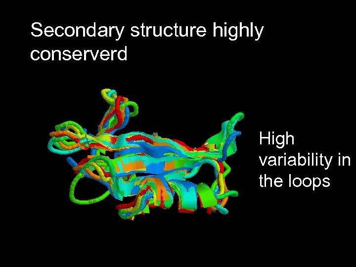 Secondary structure highly conserverd High variability in the loops 