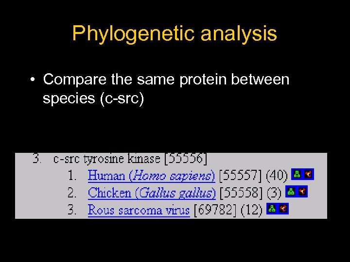 Phylogenetic analysis • Compare the same protein between species (c-src) 