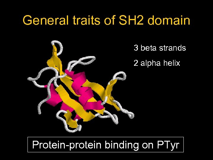 General traits of SH 2 domain 3 beta strands 2 alpha helix Protein-protein binding