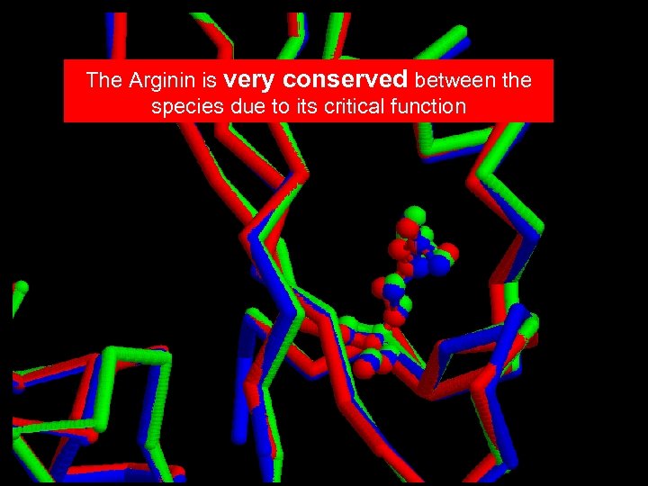 The Arginin is very conserved between the species due to its critical function 