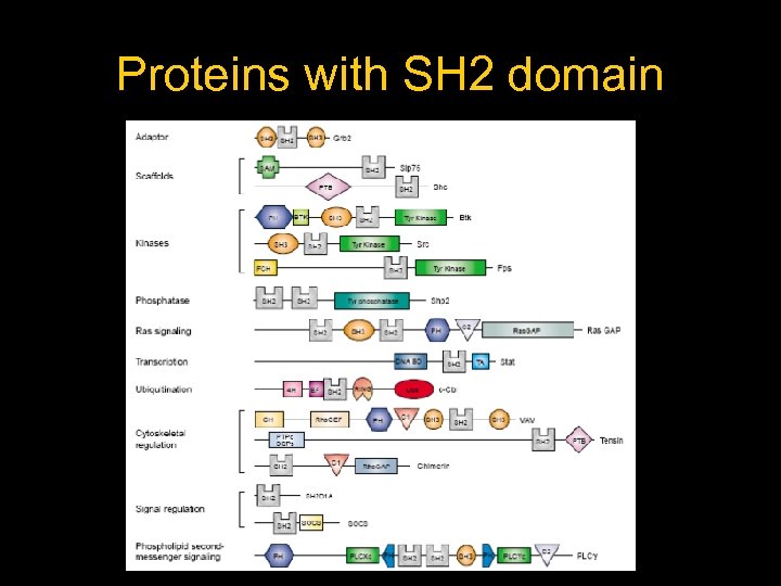 Proteins with SH 2 domain 