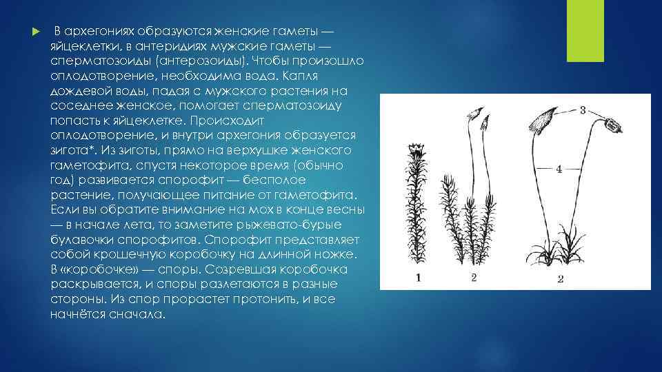 Коробочка на ножке у моховидных. Гаметы образуются в архегониях и антеридиях. Антеридии мха. Что образуется в антеридиях. Формирование антеридиев и архегониев в мхе.