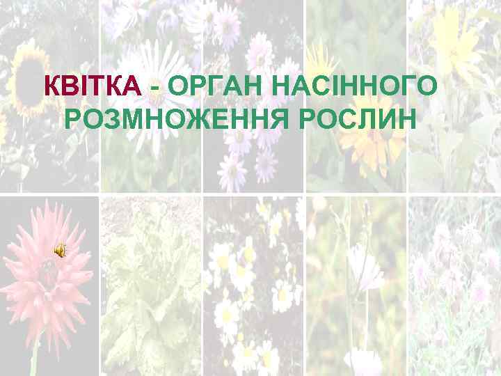 КВІТКА - ОРГАН НАСІННОГО РОЗМНОЖЕННЯ РОСЛИН. 