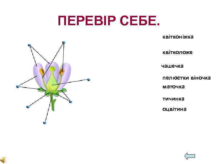 ПЕРЕВІР СЕБЕ. квітконіжка квітколоже чашечка пелюстки віночка маточка тичинка оцвітина 