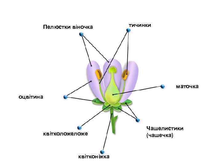 Пелюстки віночка тичинки маточка оцвітина квітколоже квітконіжка Чашелистики (чашечка) 
