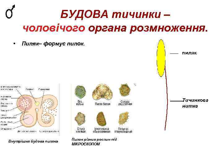 БУДОВА тичинки – чоловічого органа розмноження. • Пиляк– формує пилок. пиляк Тичинкова нитка Внутрішня
