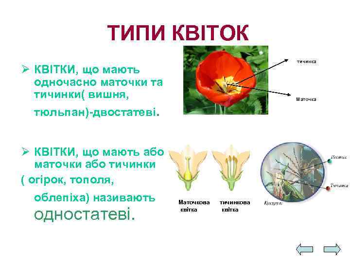 ТИПИ КВІТОК тичинка Ø КВІТКИ, що мають одночасно маточки та тичинки( вишня, тюльпан)-двостатеві. Ø