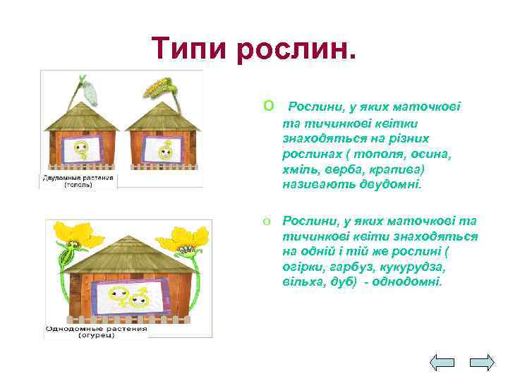 Типи рослин. o Рослини, у яких маточкові та тичинкові квітки знаходяться на різних рослинах