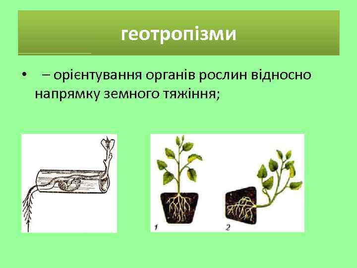 геотропізми • – орієнтування органів рослин відносно напрямку земного тяжіння; 