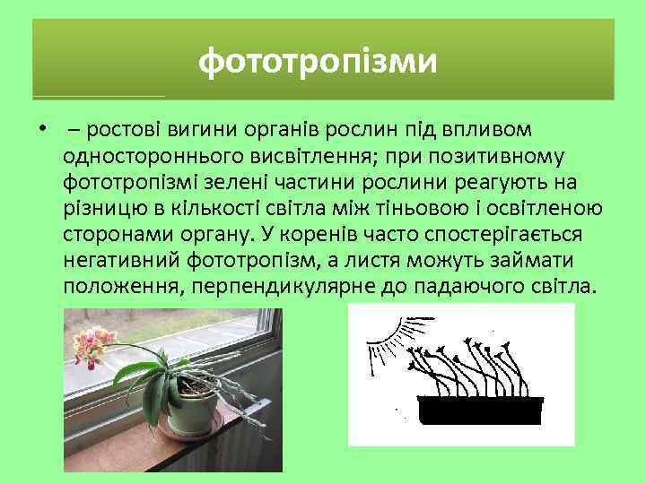 фототропізми • – ростові вигини органів рослин під впливом одностороннього висвітлення; при позитивному фототропізмі