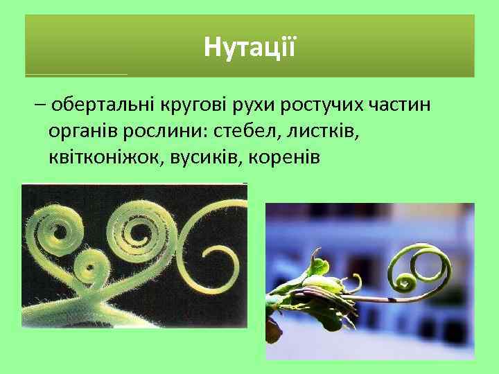Нутації – обертальні кругові рухи ростучих частин органів рослини: стебел, листків, квітконіжок, вусиків, коренів
