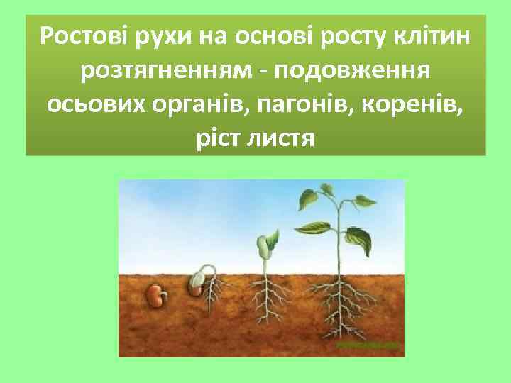 Ростові рухи на основі росту клітин розтягненням - подовження осьових органів, пагонів, коренів, ріст