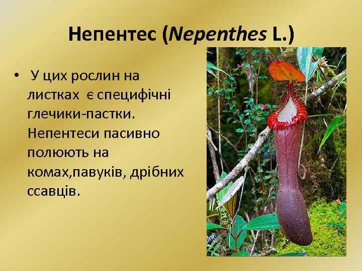 Непентес (Nepenthes L. ) • У цих рослин на листках є специфічні глечики-пастки. Непентеси