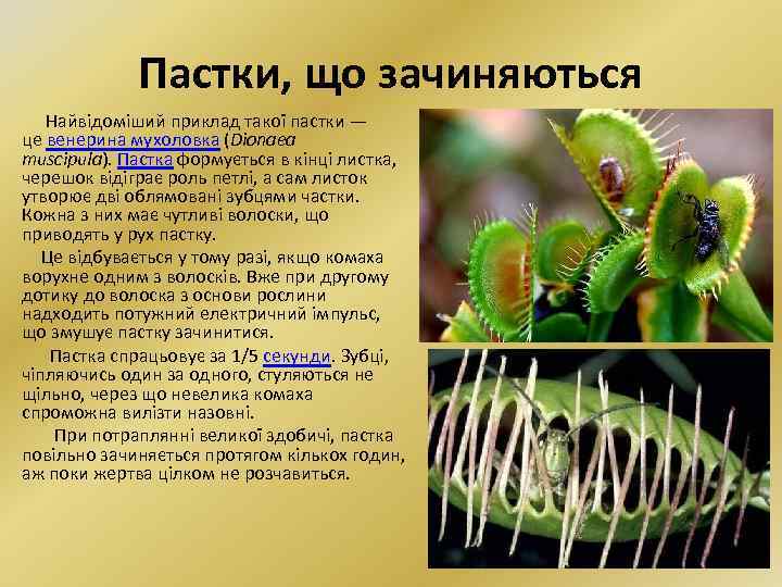 Пастки, що зачиняються Найвідоміший приклад такої пастки — це венерина мухоловка (Dionaea muscipula). Пастка