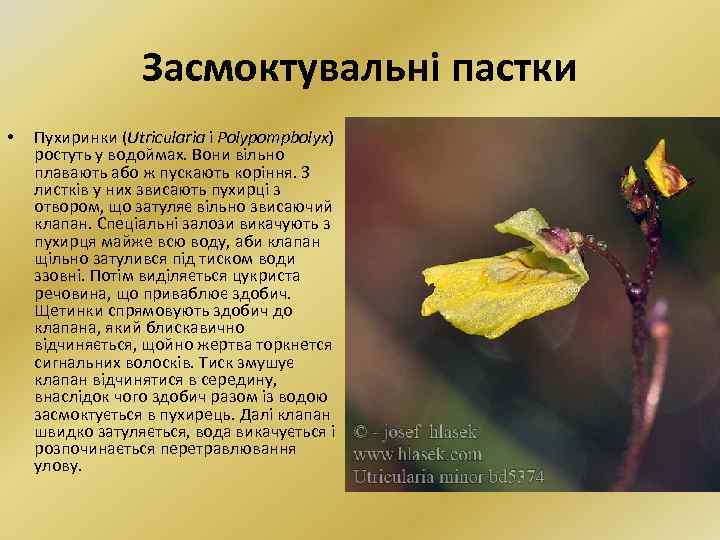 Засмоктувальні пастки • Пухиринки (Utricularia i Polypompbolyx) ростуть у водоймах. Вони вільно плавають або