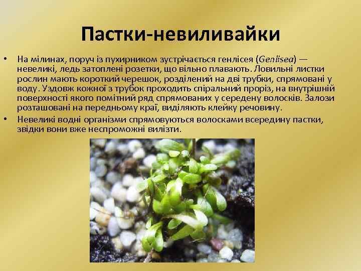 Пастки-невиливайки • На мілинах, поруч із пухирником зустрічається генлісея (Genlisea) — невеликі, ледь затоплені