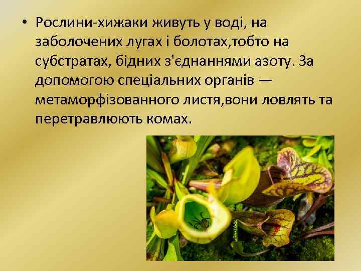  • Рослини-хижаки живуть у воді, на заболочених лугах і болотах, тобто на субстратах,