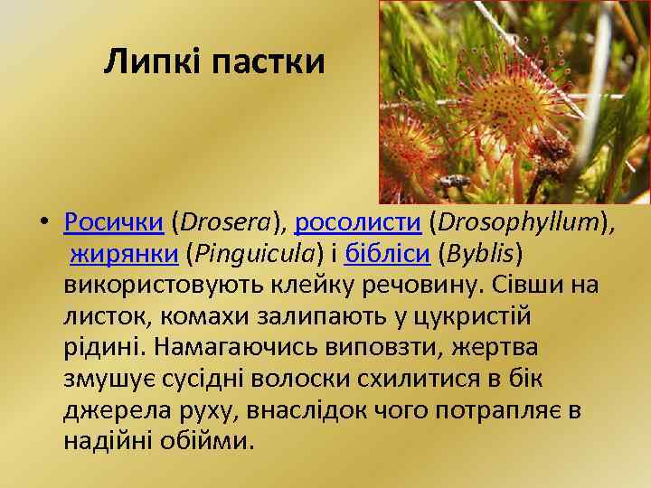 Липкі пастки • Росички (Drosera), росолисти (Drosophyllum), жирянки (Pinguicula) і бібліси (Byblis) використовують клейку