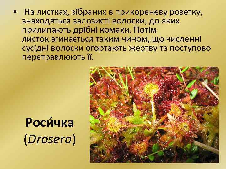  • На листках, зібраних в прикореневу розетку, знаходяться залозисті волоски, до яких прилипають