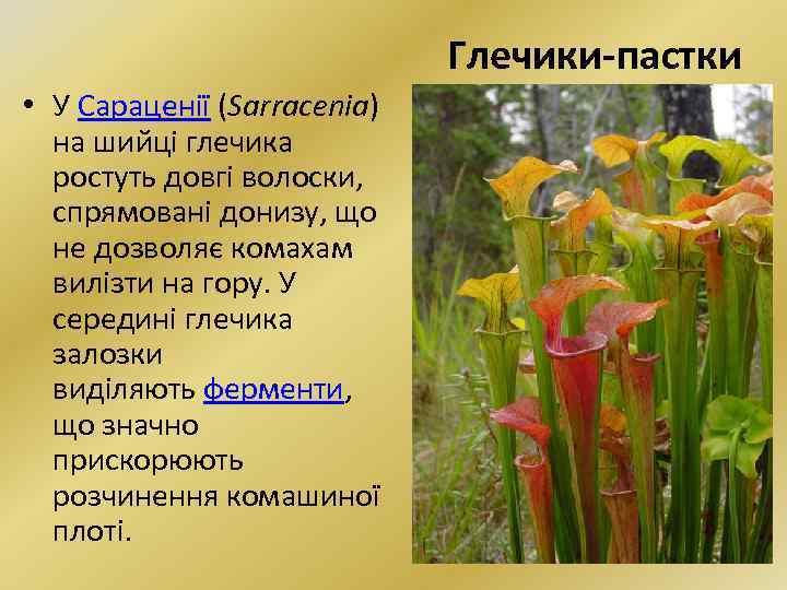 Глечики-пастки • У Сараценії (Sarracenia) на шийці глечика ростуть довгі волоски, спрямовані донизу, що