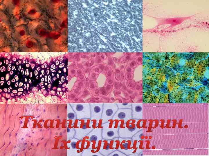 Тканини тварин. Їх функції. 
