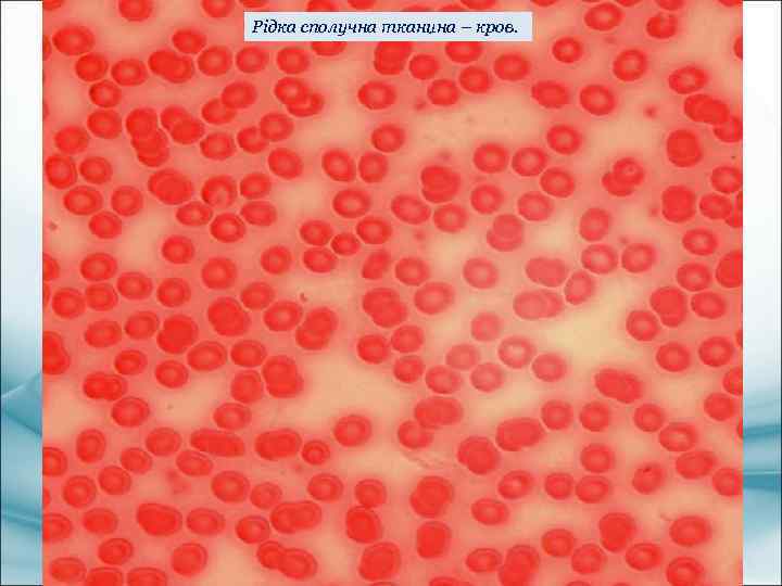 Рідка сполучна тканина – кров. 