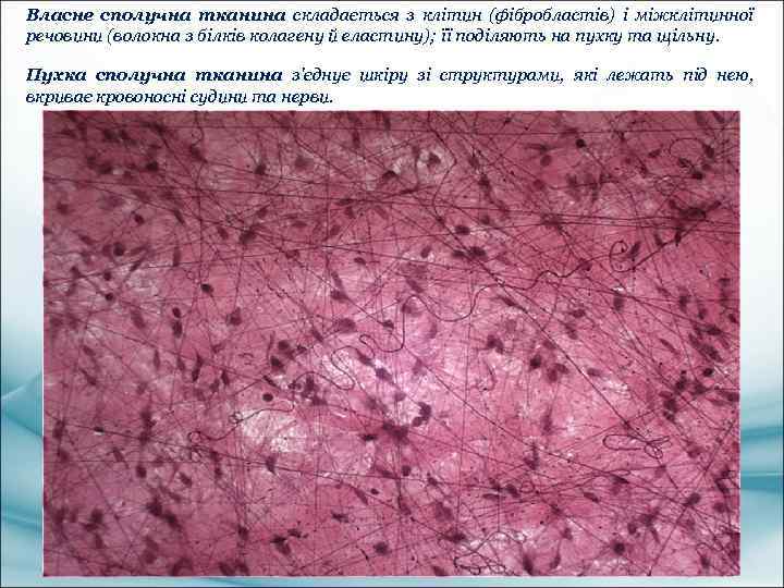 Власне сполучна тканина складається з клітин (фібробластів) і міжклітинної речовини (волокна з білків колагену