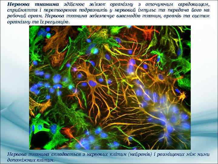 Нервова тканина здійснює зв’язок організму з оточуючим середовищем, сприйняття і перетворення подразників у нервовий