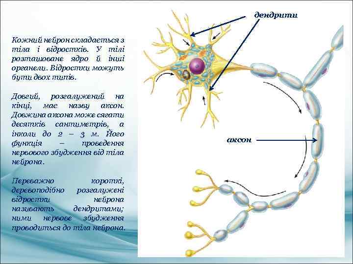 дендрити Кожний нейрон складається з тіла і відростків. У тілі розташоване ядро й інші