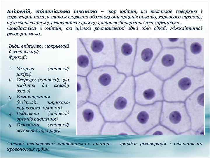 Епітелій, епітеліальна тканина – шар клітин, що вистилає поверхню і порожнини тіла, а також