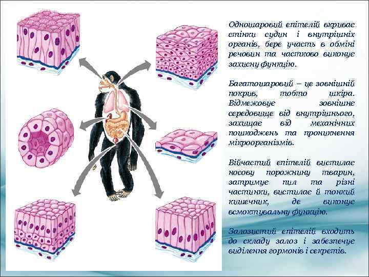 Одношаровий епітелій вкриває стінки судин і внутрішніх органів, бере участь в обміні речовин та